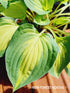 Hosta 'Island Charm' - New Forest Hostas & Hemerocallis