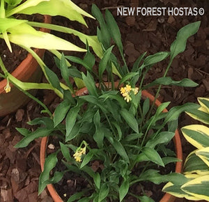 Hosta 'Tears Of Joy' - New Forest Hostas & Hemerocallis