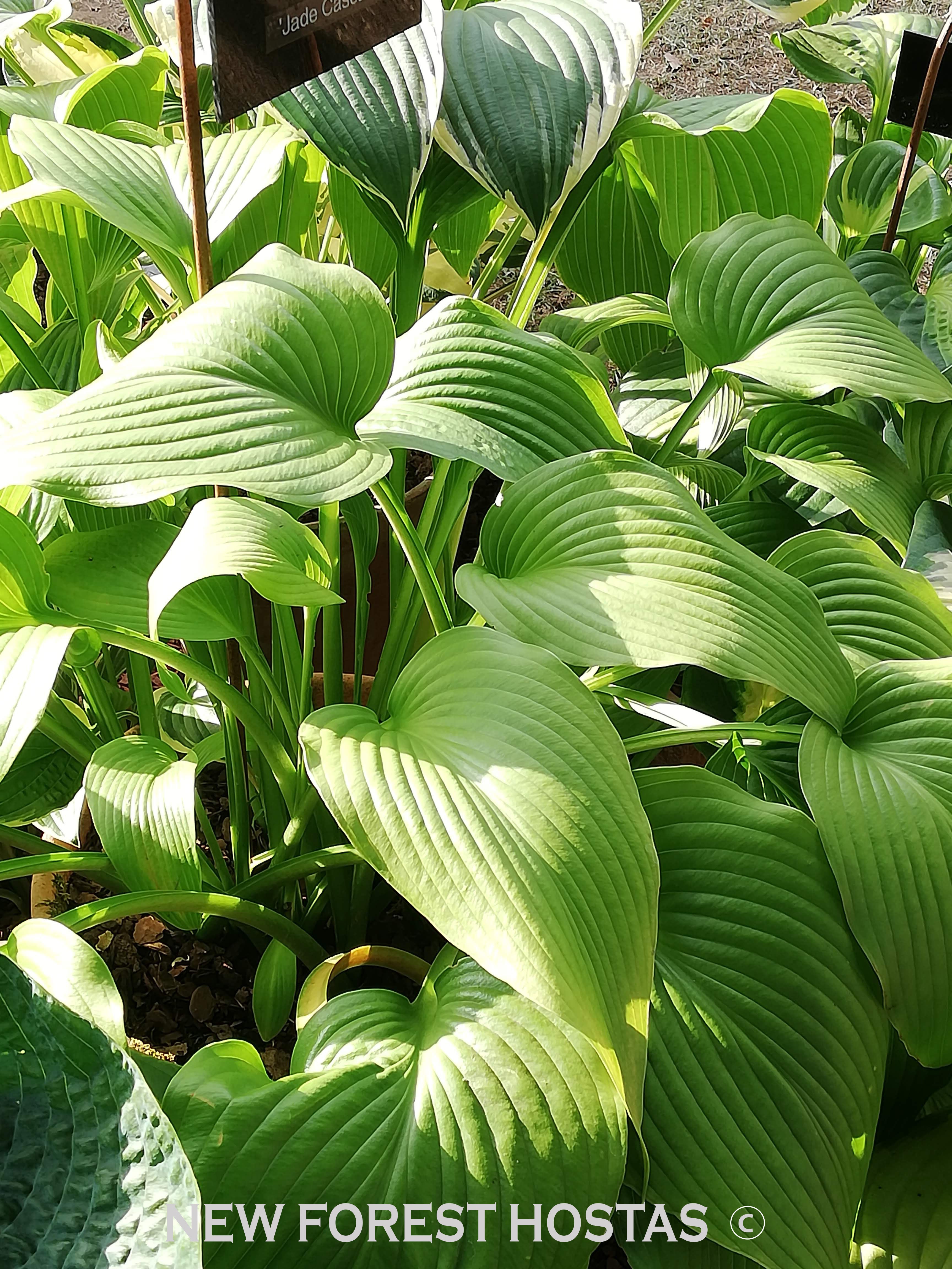 Hosta 'Jade Cascade' - New Forest Hostas & Hemerocallis
