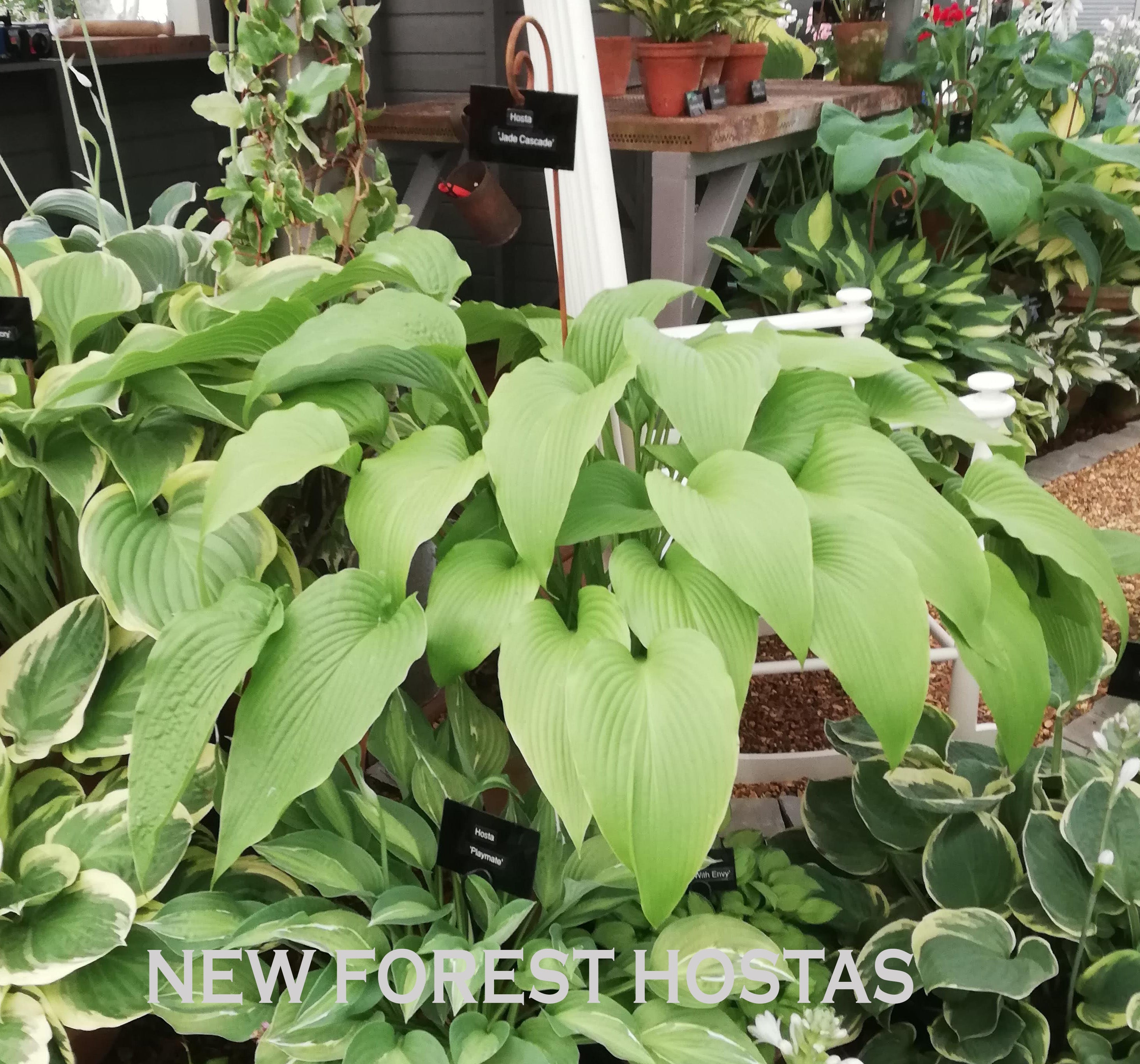 Hosta 'Jade Cascade' - New Forest Hostas & Hemerocallis