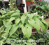 Hosta 'Jade Cascade' - New Forest Hostas & Hemerocallis