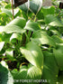 Hosta 'Jade Cascade' - New Forest Hostas & Hemerocallis