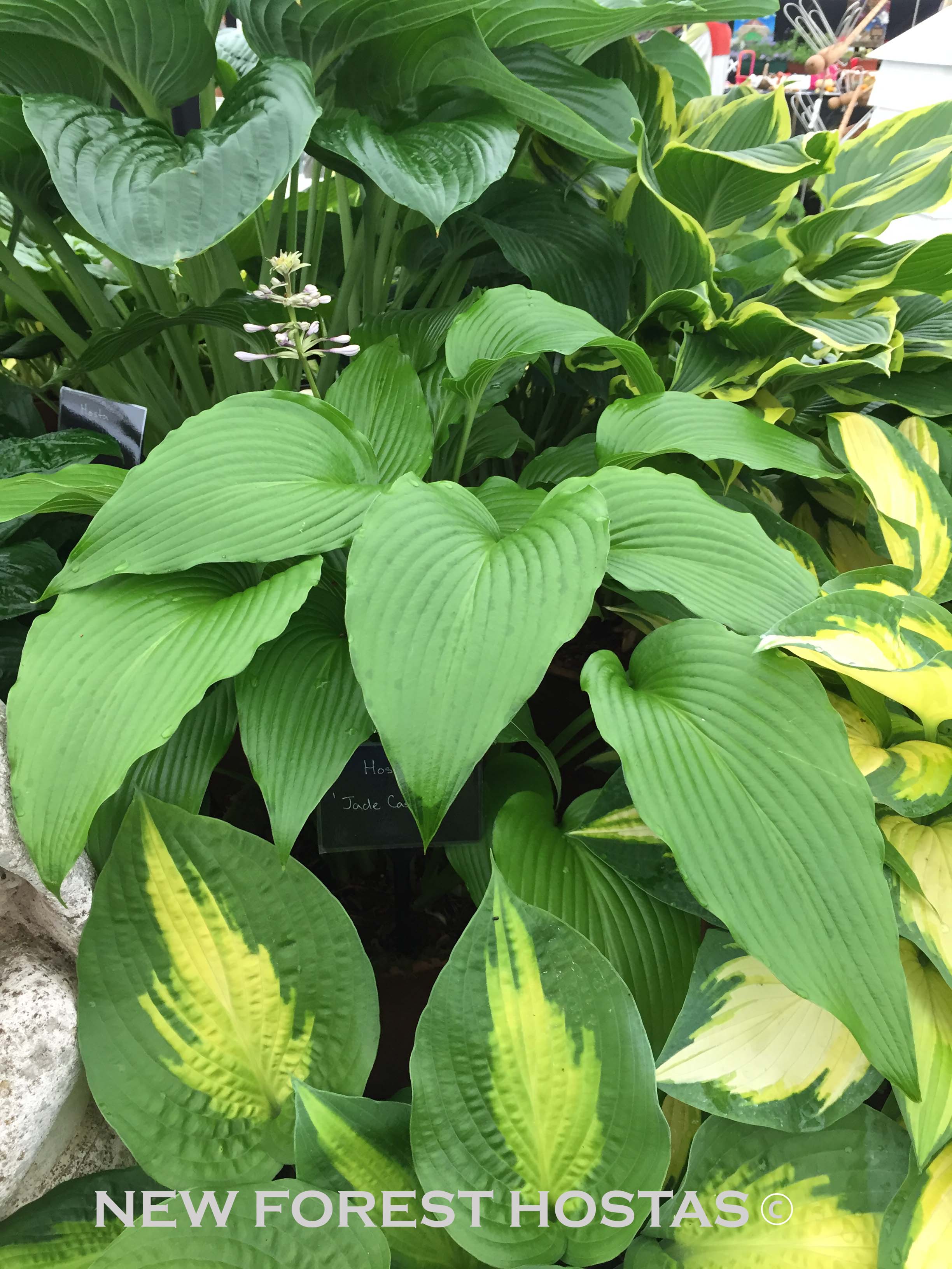 Hosta 'Jade Cascade' - New Forest Hostas & Hemerocallis
