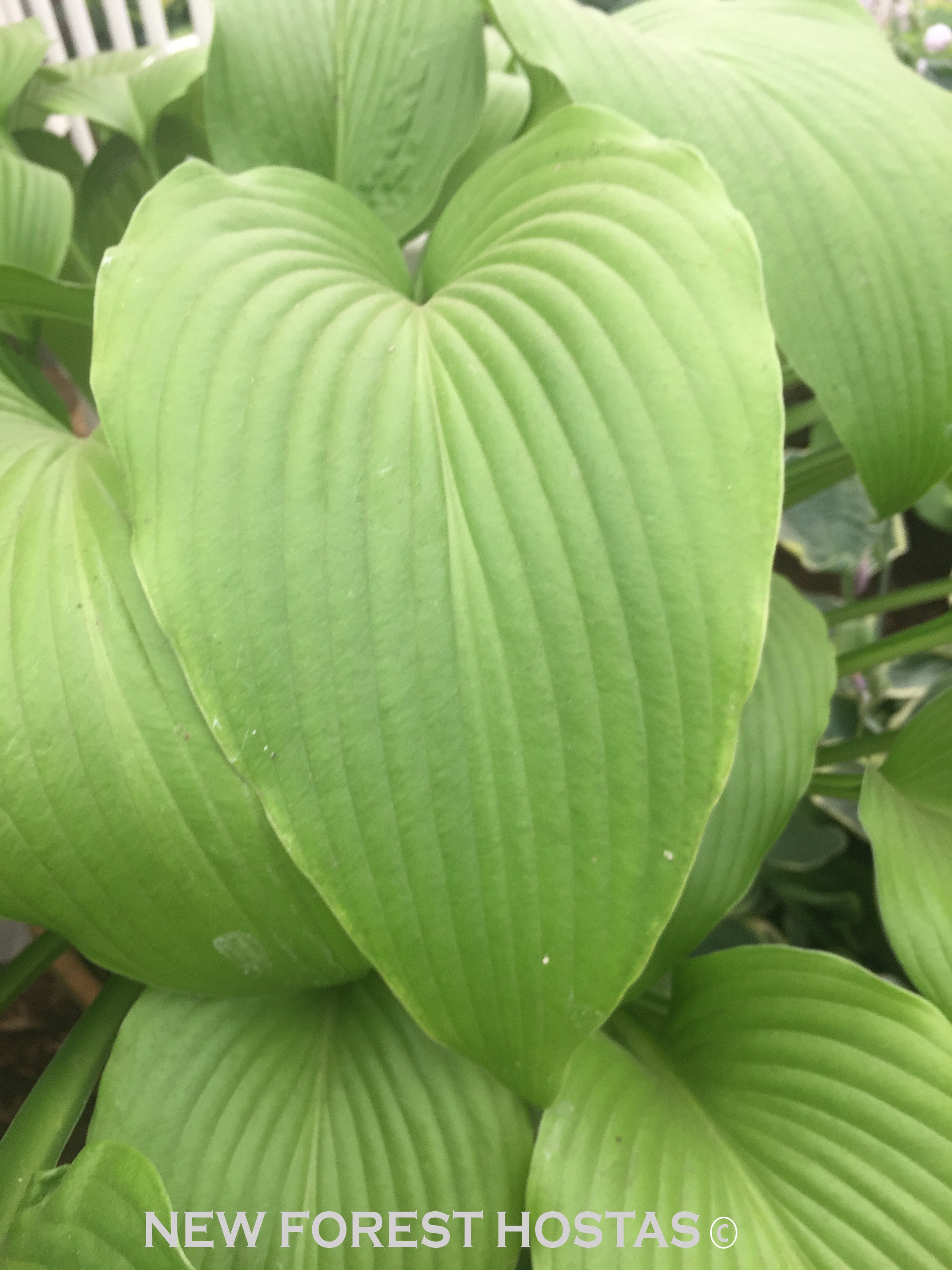 Hosta 'Jade Cascade' - New Forest Hostas & Hemerocallis
