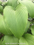 Hosta 'Jade Cascade' - New Forest Hostas & Hemerocallis