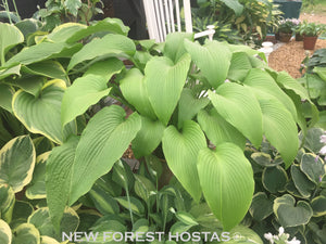 Hosta 'Jade Cascade' - New Forest Hostas & Hemerocallis