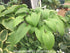Hosta 'Jade Cascade' - New Forest Hostas & Hemerocallis
