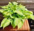 Hosta 'Janet' - New Forest Hostas & Hemerocallis