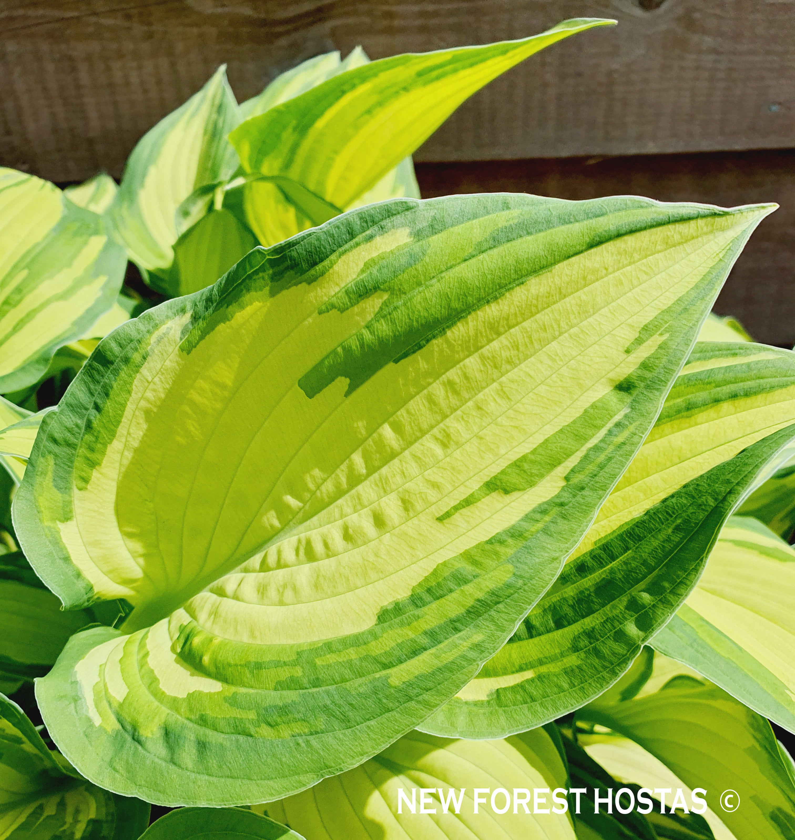 Hosta 'Janet' - New Forest Hostas & Hemerocallis