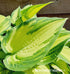 Hosta 'Janet' - New Forest Hostas & Hemerocallis