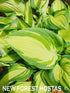 Hosta 'Janet' - New Forest Hostas & Hemerocallis