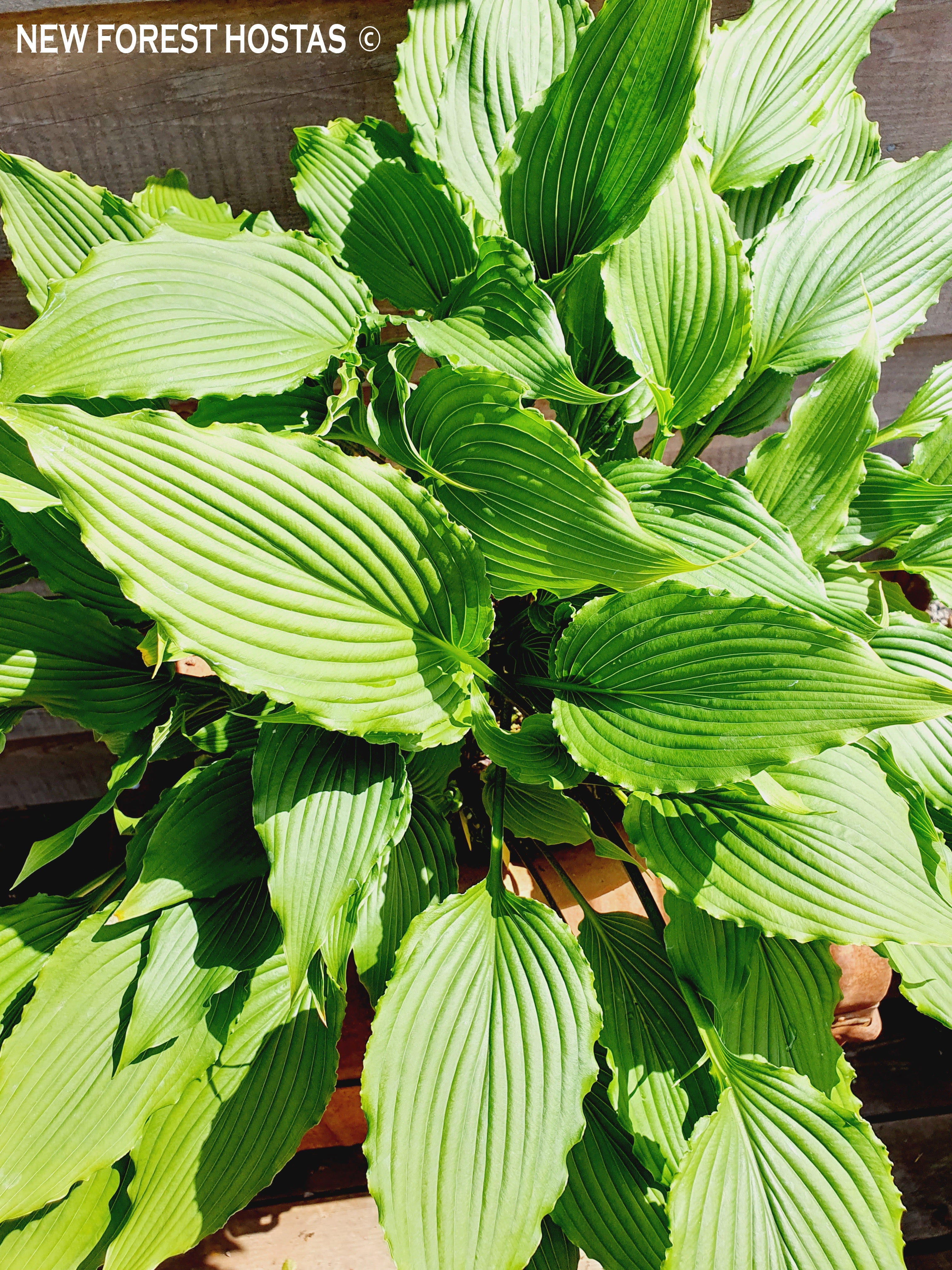 Hosta 'Jaws' - New Forest Hostas & Hemerocallis