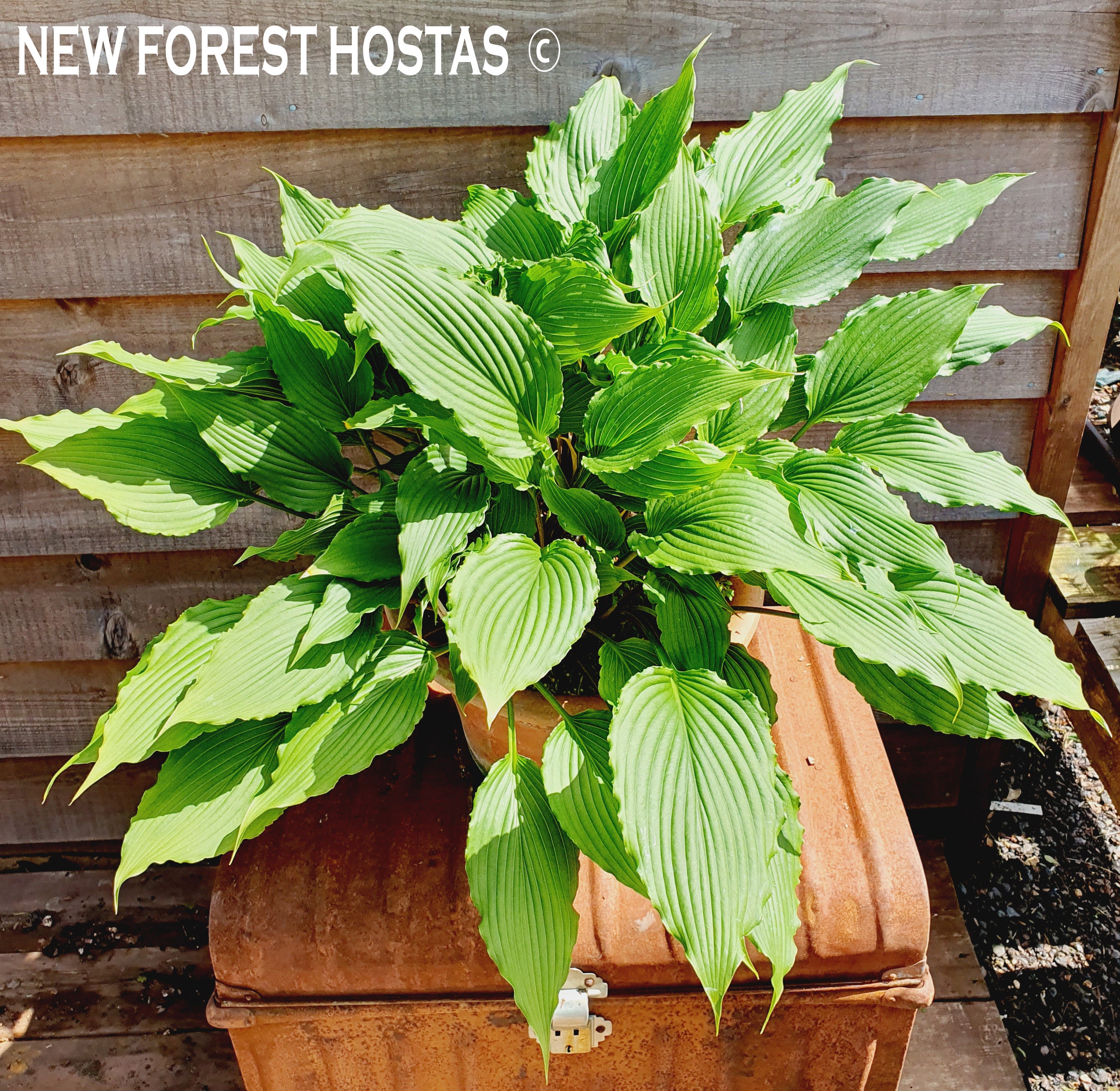 Hosta 'Jaws' - New Forest Hostas & Hemerocallis