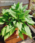 Hosta 'Jaws' - New Forest Hostas & Hemerocallis