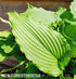 Hosta 'Jaws' - New Forest Hostas & Hemerocallis