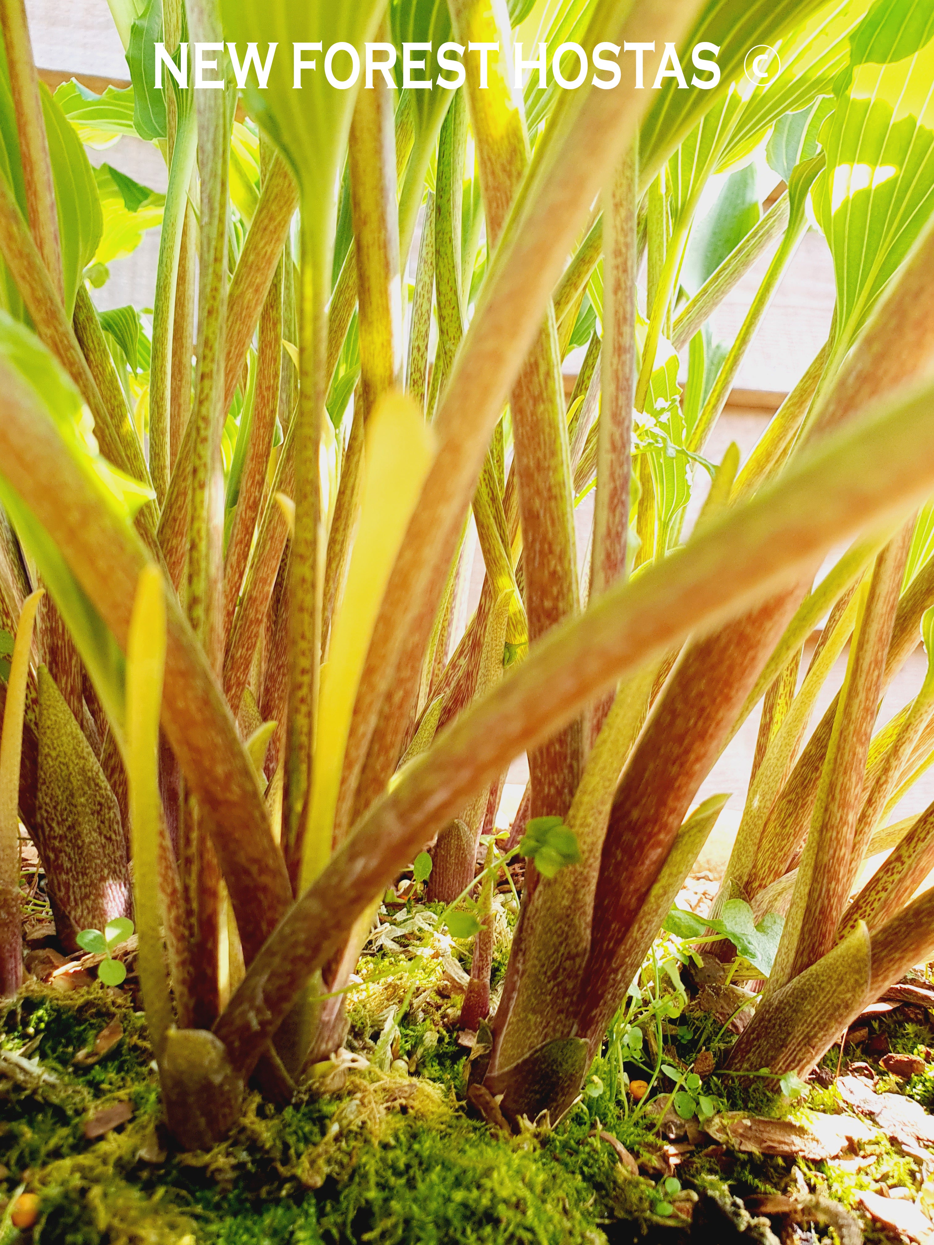 Hosta 'Jaws' - New Forest Hostas & Hemerocallis