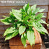 Hosta 'Jaws' - New Forest Hostas & Hemerocallis