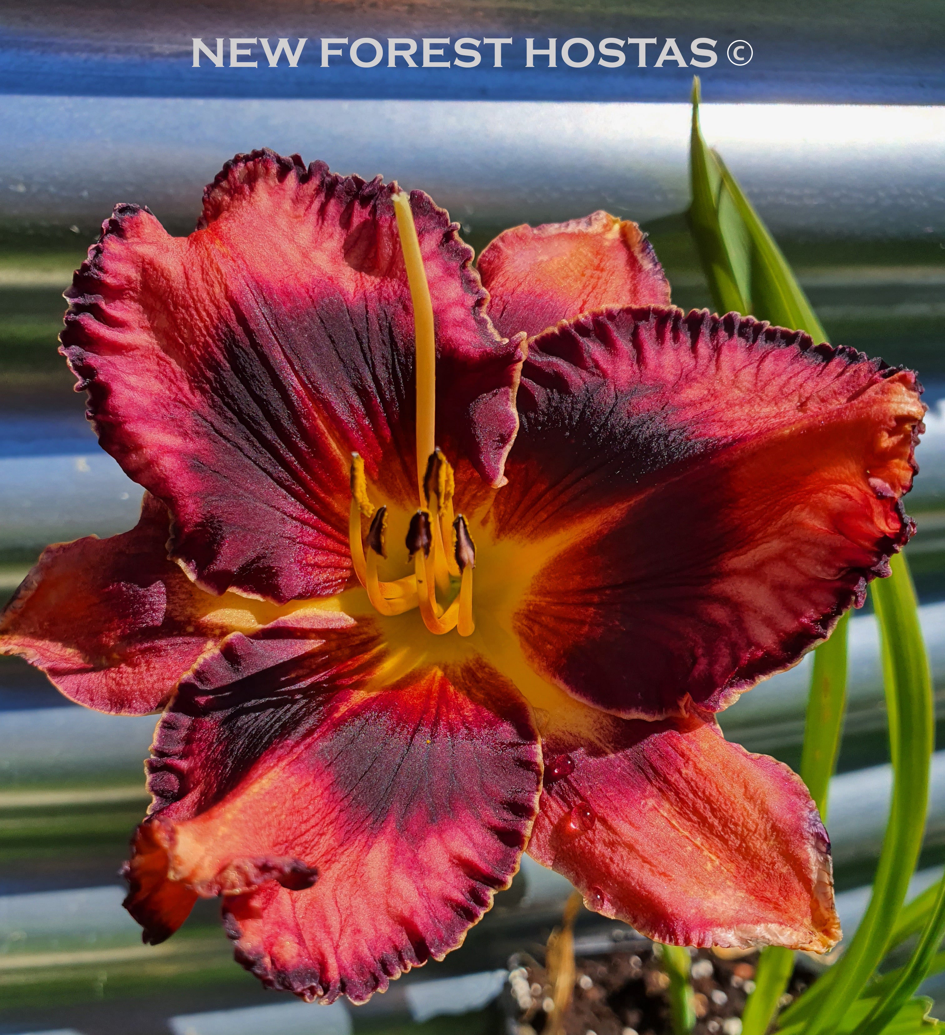 Hemerocallis 'Jazz Dance' - New Forest Hostas & Hemerocallis