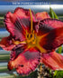 Hemerocallis 'Jazz Dance' - New Forest Hostas & Hemerocallis