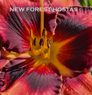 Hemerocallis 'Jazz Dance' - New Forest Hostas & Hemerocallis
