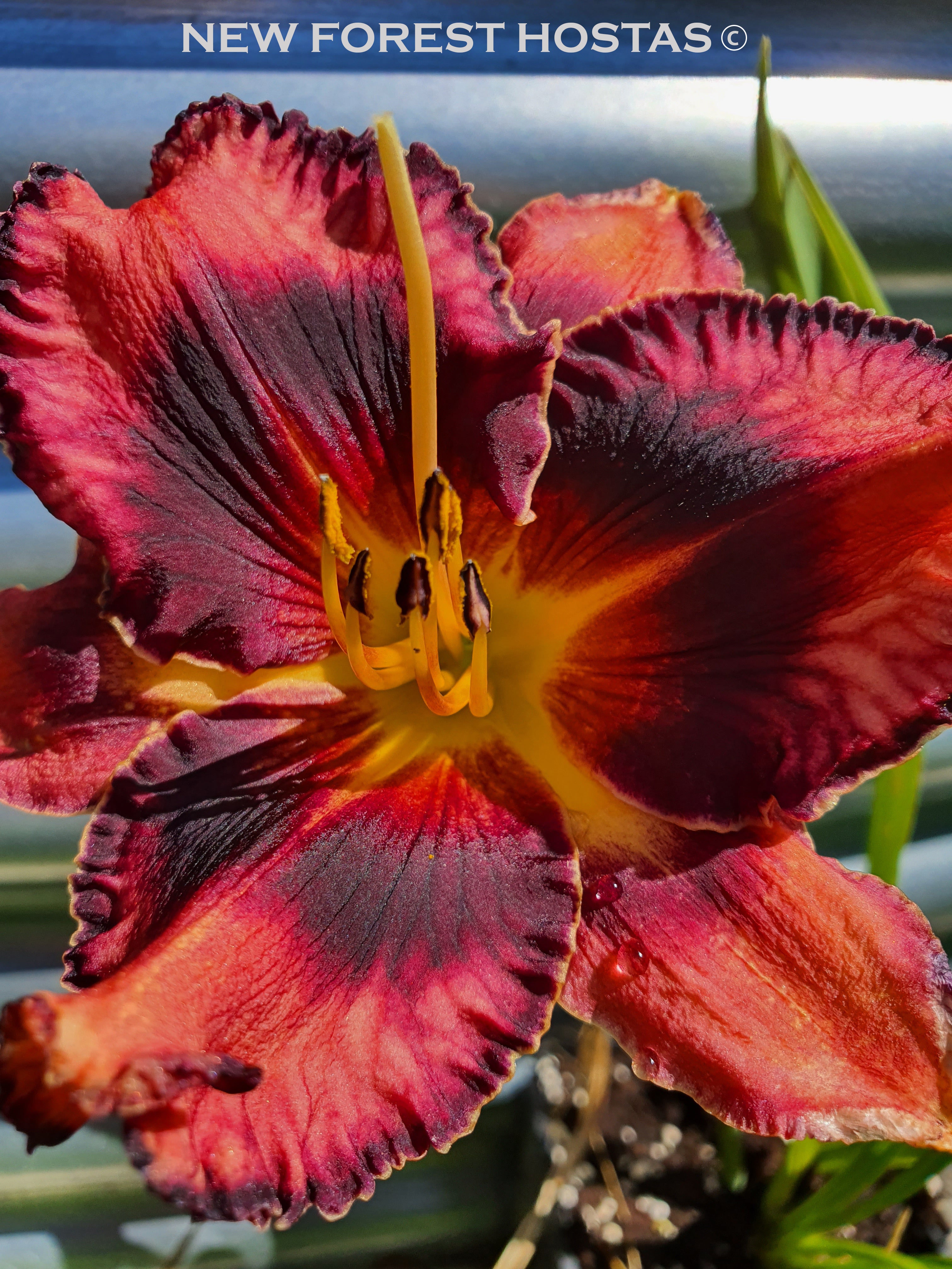 Hemerocallis 'Jazz Dance' - New Forest Hostas & Hemerocallis