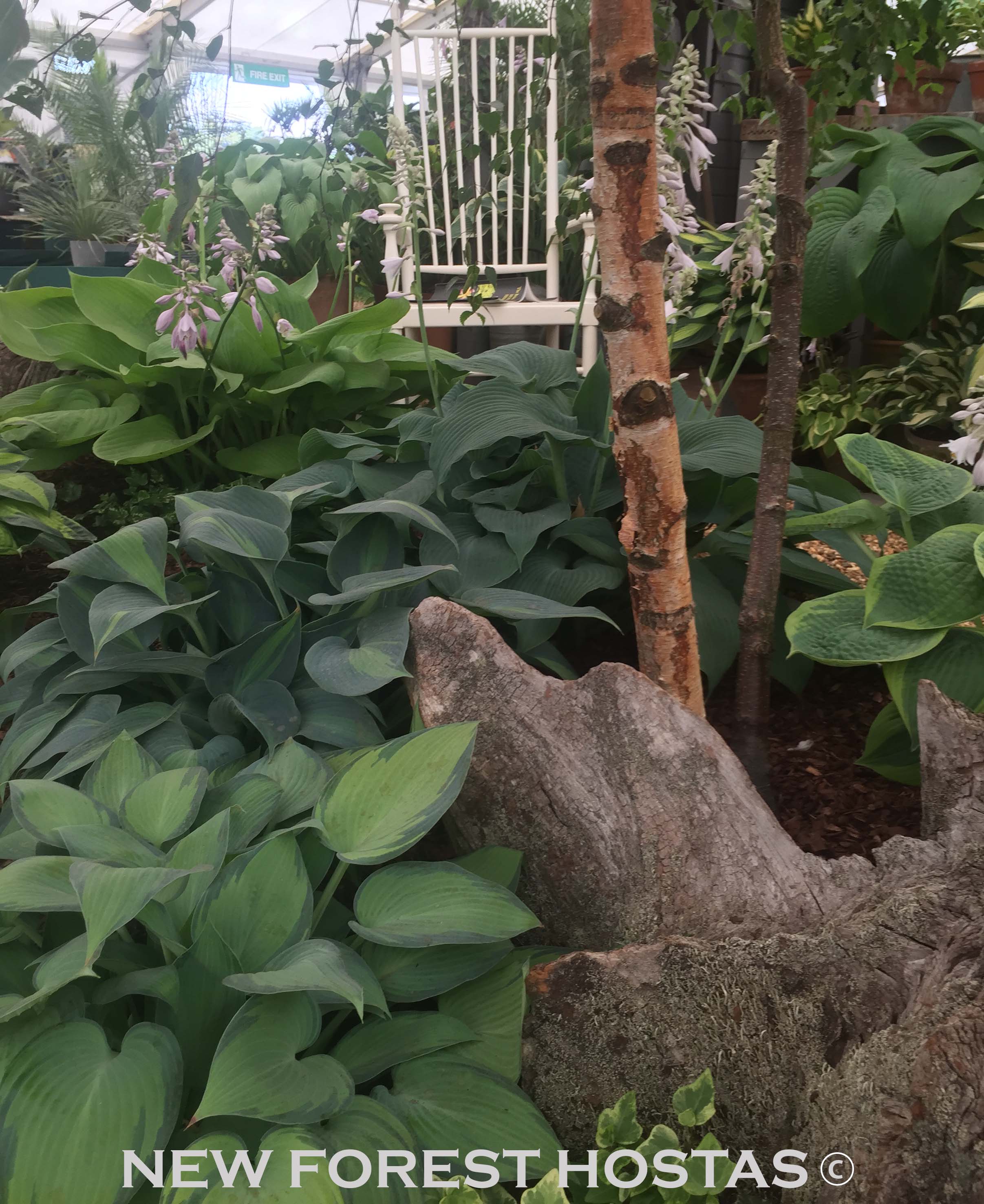 Hosta 'June' - New Forest Hostas & Hemerocallis