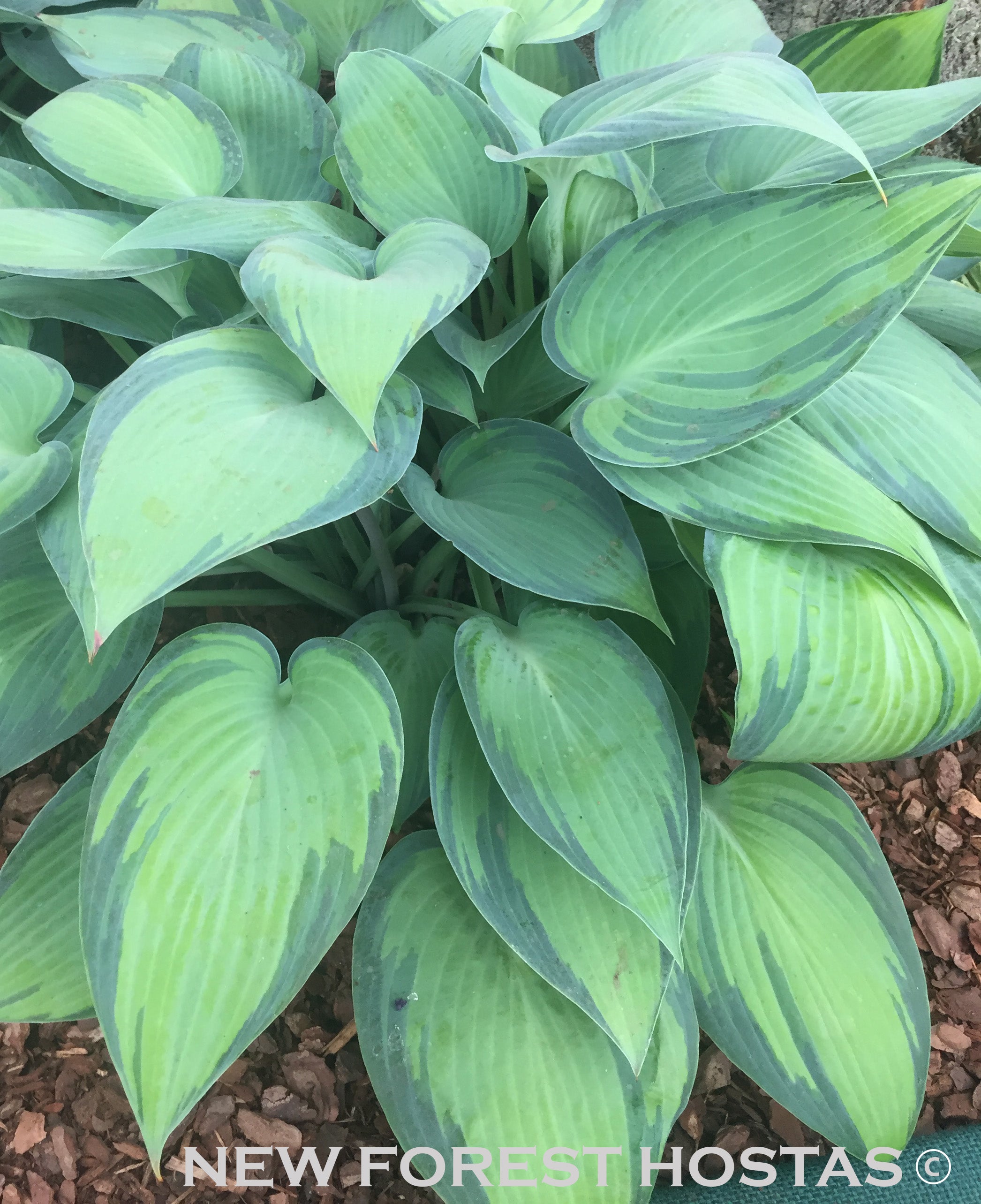 Hosta 'June' - New Forest Hostas & Hemerocallis