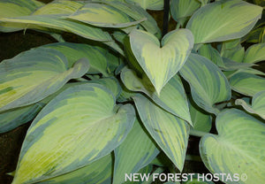 Hosta 'June' - New Forest Hostas & Hemerocallis