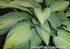 Hosta 'June' - New Forest Hostas & Hemerocallis