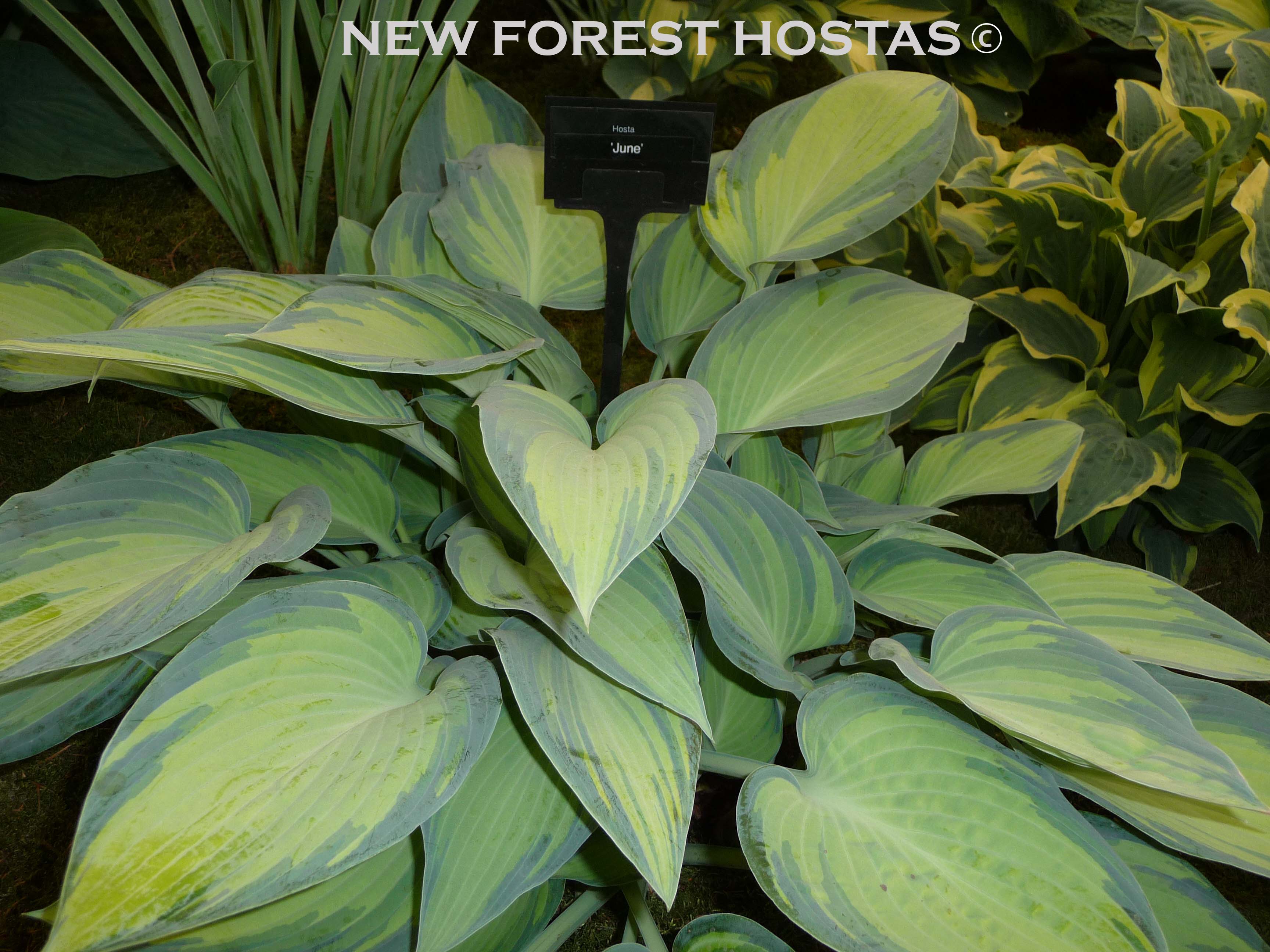Hosta 'June' - New Forest Hostas & Hemerocallis