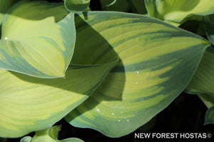 Hosta 'June' - New Forest Hostas & Hemerocallis