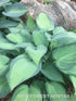 Hosta 'June' - New Forest Hostas & Hemerocallis