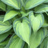 Hosta 'June' - New Forest Hostas & Hemerocallis