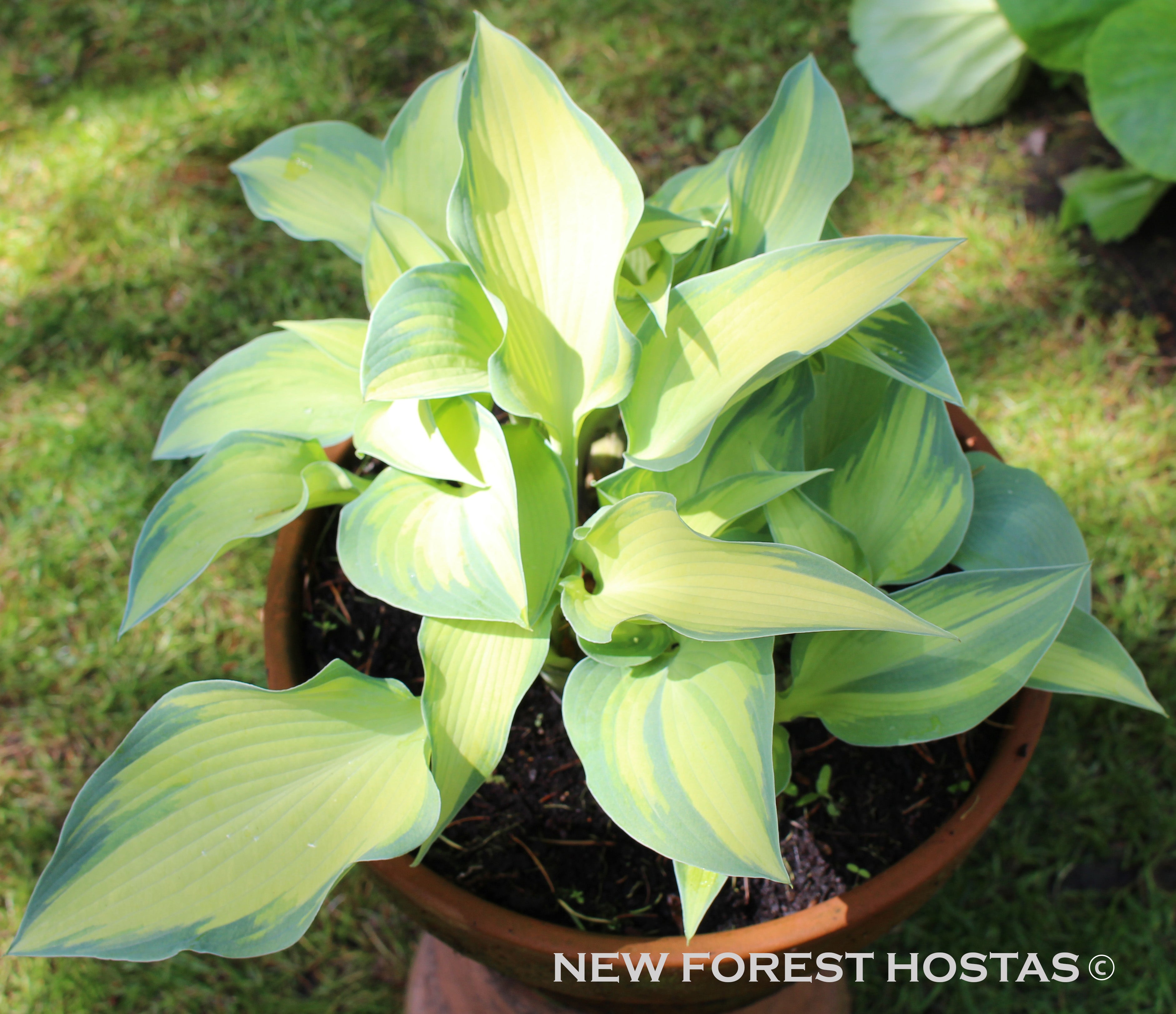 Hosta 'June' - New Forest Hostas & Hemerocallis