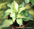Hosta 'June' - New Forest Hostas & Hemerocallis