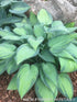 Hosta 'June' - New Forest Hostas & Hemerocallis