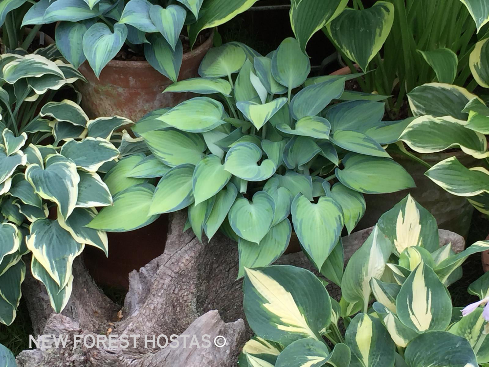 Hosta 'June' - New Forest Hostas & Hemerocallis