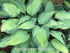 Hosta 'June' - New Forest Hostas & Hemerocallis