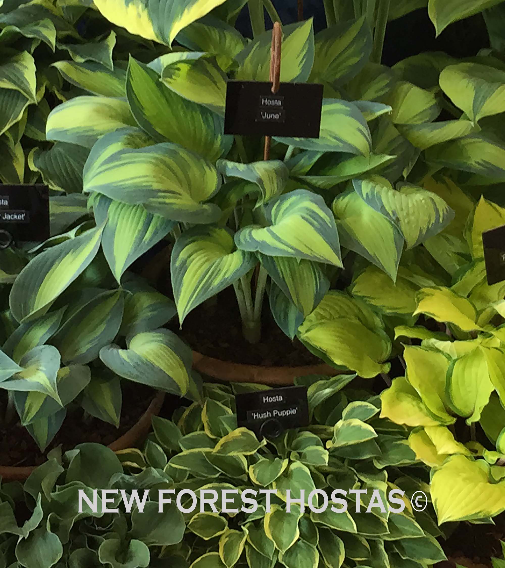 Hosta 'June' - New Forest Hostas & Hemerocallis