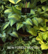 Hosta 'June' - New Forest Hostas & Hemerocallis