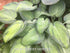 Hosta 'June' - New Forest Hostas & Hemerocallis