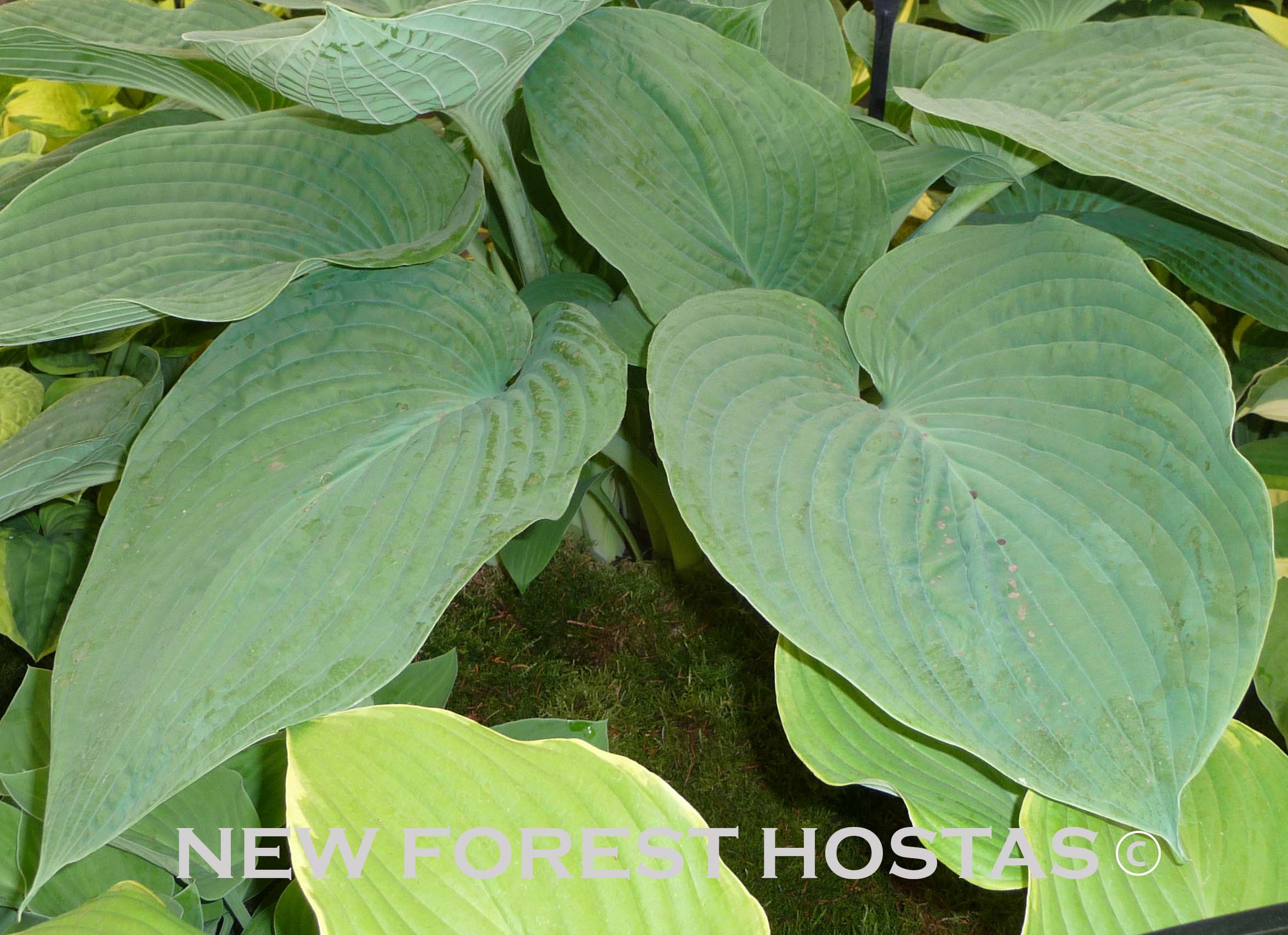 Hosta 'Jurassic Park ' Larger Specimens - New Forest Hostas & Hemerocallis