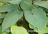 Hosta 'Jurassic Park ' Larger Specimens - New Forest Hostas & Hemerocallis