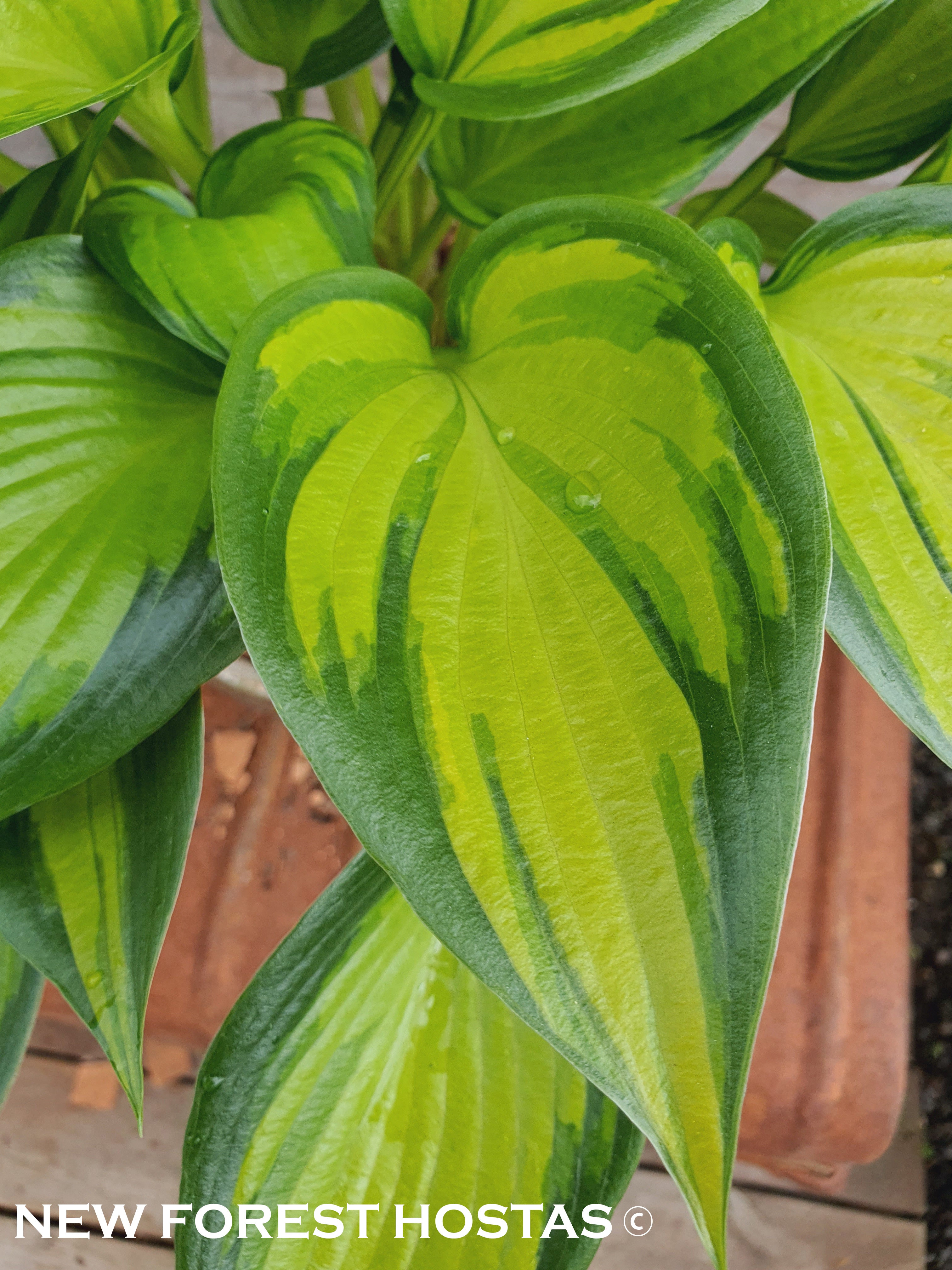 Hosta 'Justine' - New Forest Hostas & Hemerocallis