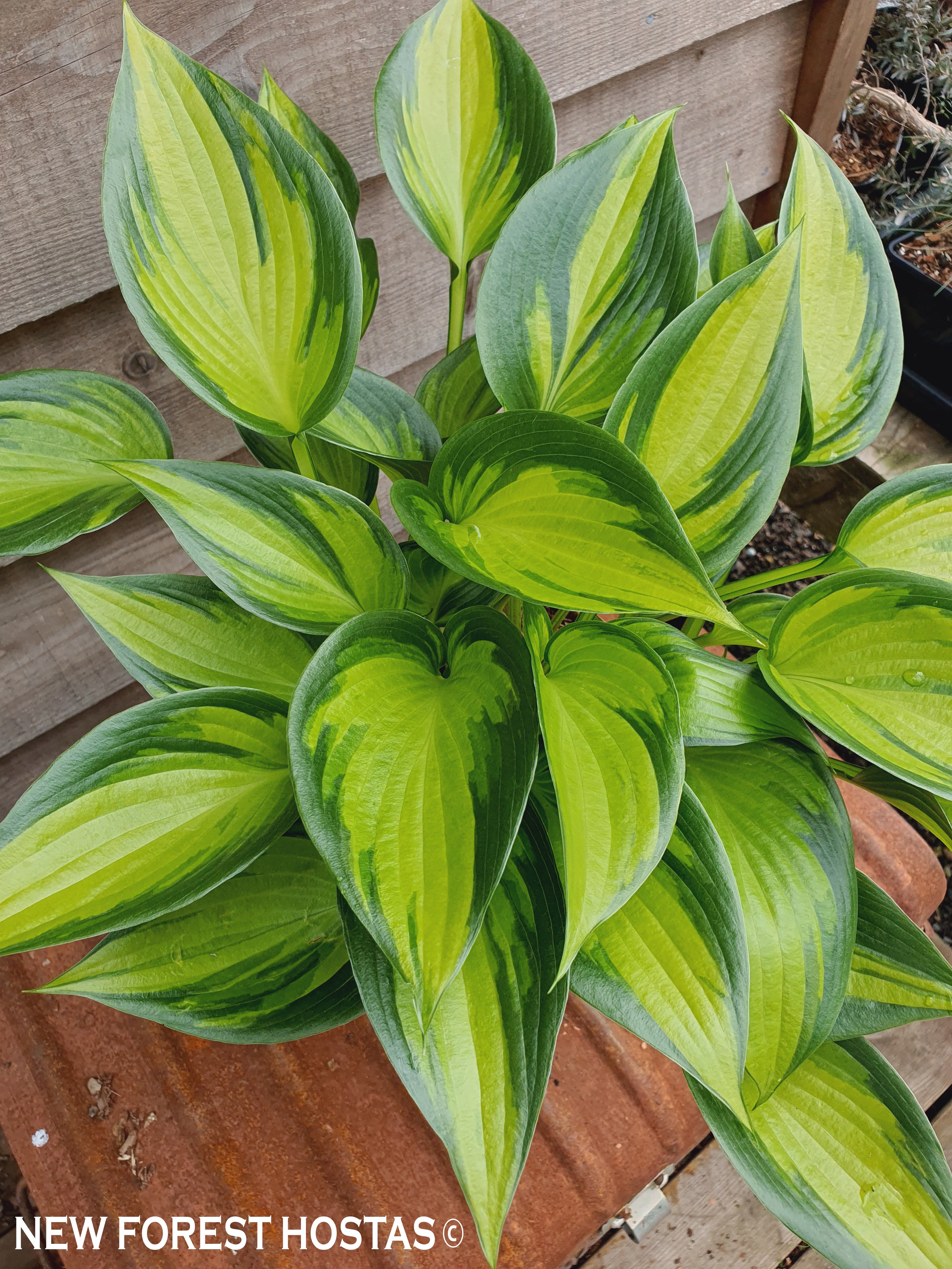 Hosta 'Justine' - New Forest Hostas & Hemerocallis