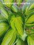 Hosta 'Justine' - New Forest Hostas & Hemerocallis