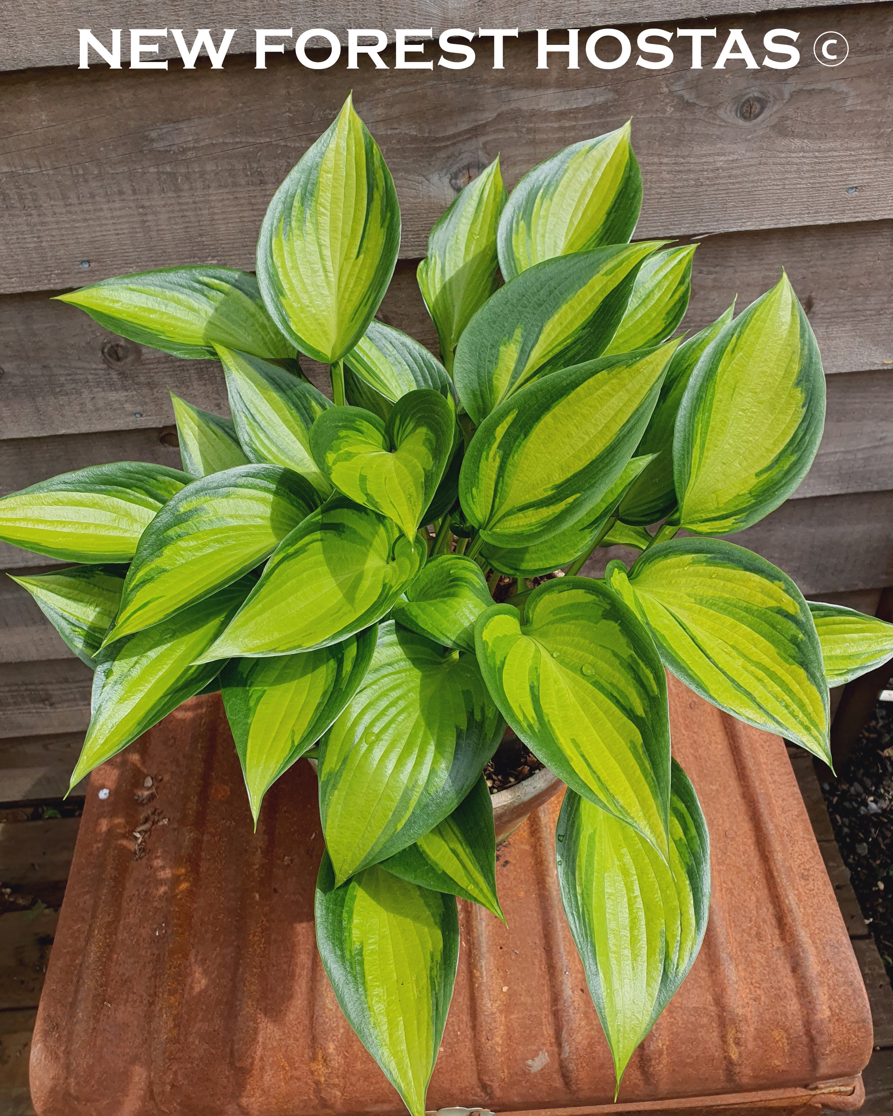 Hosta 'Justine' - New Forest Hostas & Hemerocallis