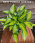 Hosta 'Justine' - New Forest Hostas & Hemerocallis