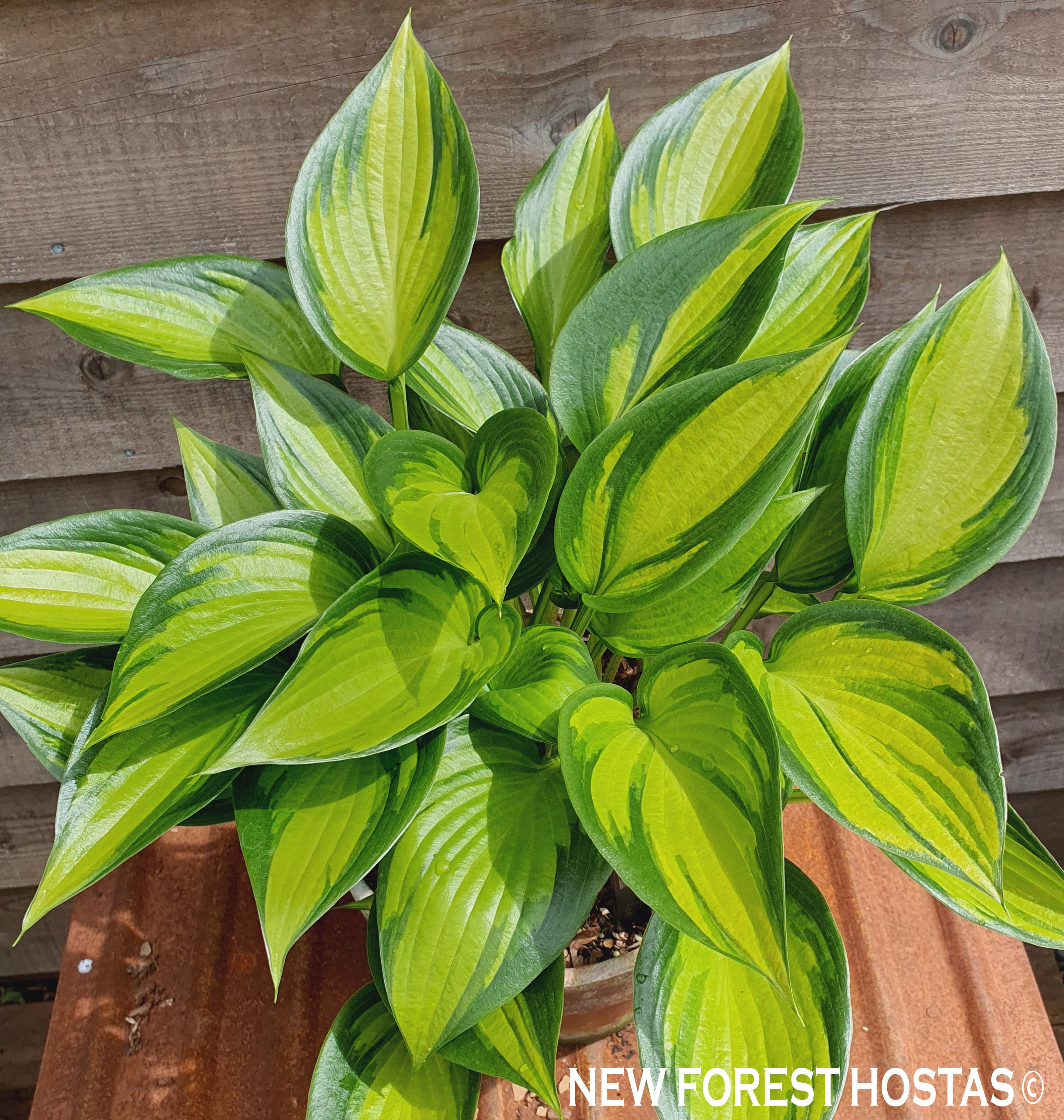 Hosta 'Justine' - New Forest Hostas & Hemerocallis