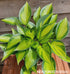 Hosta 'Justine' - New Forest Hostas & Hemerocallis